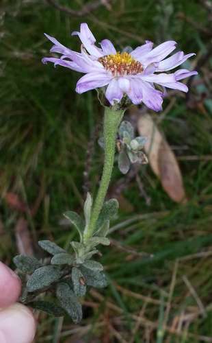 Image of Olearia frostii by (c) Russell Best, some rights reserved (CC BY)