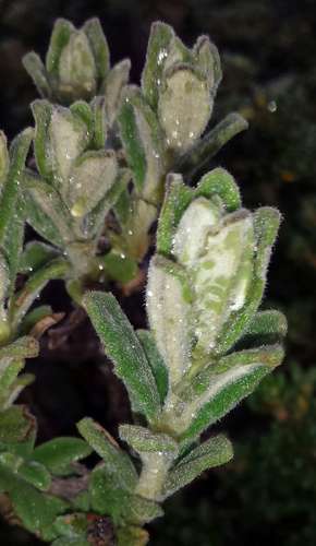 Image of Olearia frostii by (c) Russell Best, some rights reserved (CC BY)