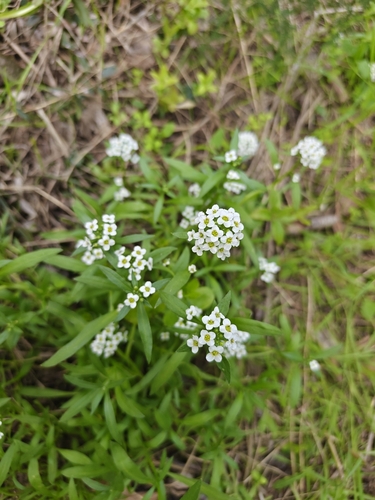 Draba, 2026-10-27