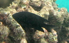 Neoglyphidodon carlsoni