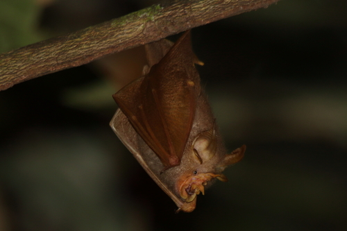 Trefoil Horseshoe Bat (Rhinolophus trifoliatus)