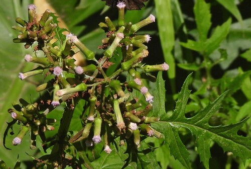 Erechtites valerianifolius observed 2026-10-18