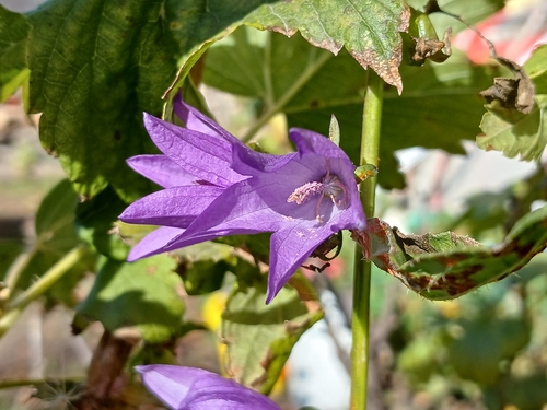 Campanula rapunculoides observed 2026-10-27