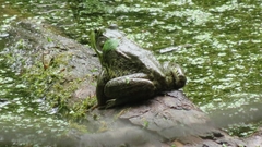 Lithobates clamitans