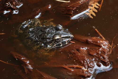 Tributary Wart Frog, Limnonectes ibanorum