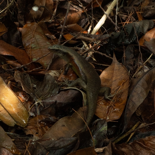 Eutropis multifasciata observed 2026-10-26