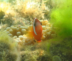 Amphiprion barberi