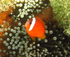 Amphiprion barberi