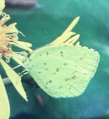 Mandarina mandarina observed 2026-10-27