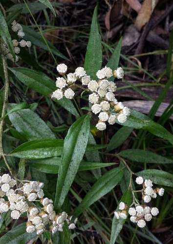 Image of Ozothamnus stirlingii by (c) Russell Best, some rights reserved (CC BY)