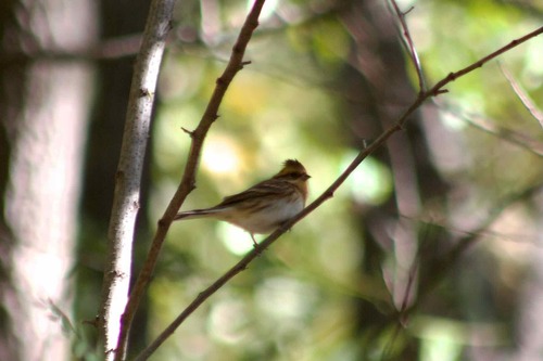 Emberiza elegans observed 2026-10-27