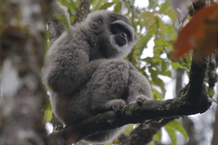 Silvery Javan Gibbon photo 3