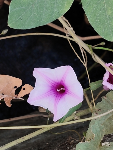Ipomoea aquatica observed 2026-10-27