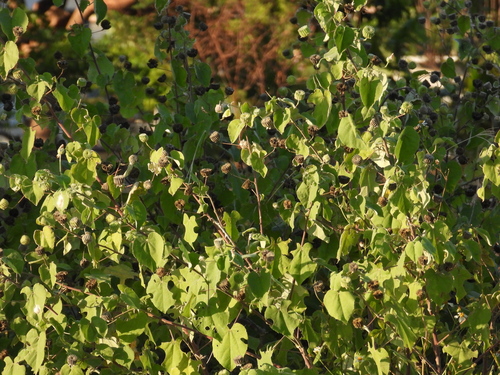 Abutilon indicum observed 2026-10-26