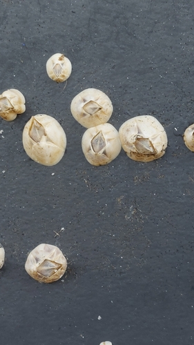 Balanus observed 2026-10-27