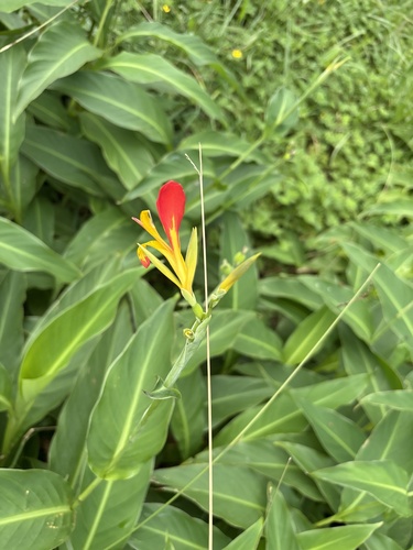 Canna indica observed 2026-10-27