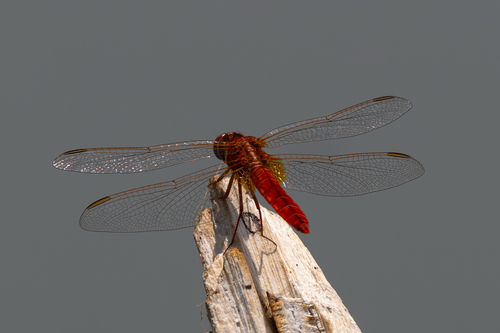 Erythraea observed 2026-10-27