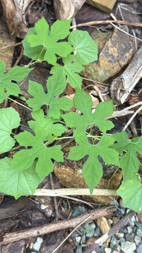 Momordica charantia observed 2026-10-27