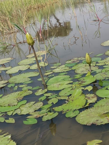 Nymphaea observed 2026-10-27