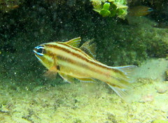Nine-Banded Cardinalfish photo 4