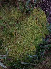 Scleranthus biflorus