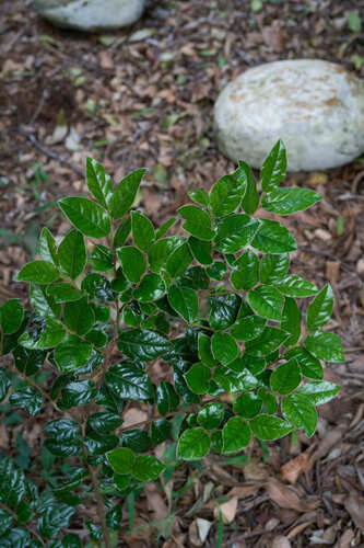 Diospyros observed 2026-10-27