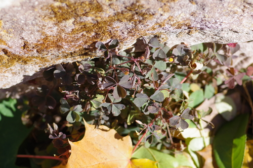 Oxalis corniculata observed 2026-10-27