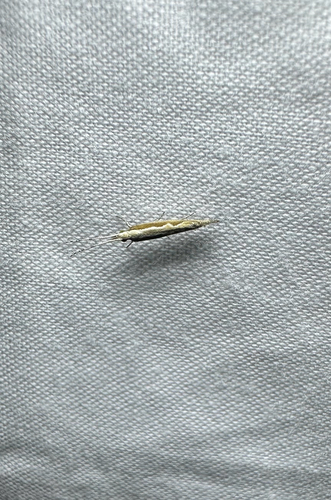 Plutella xylostella observed 2026-10-27