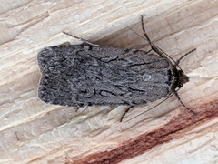 Spaelotis bicava