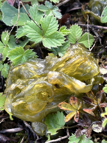Nostoc commune observed 2026-10-27