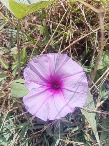 Ipomoea aquatica observed 2026-10-27