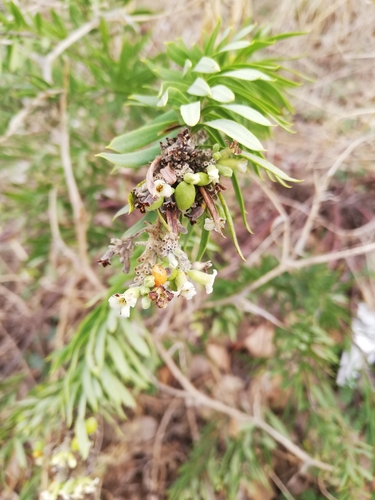 Daphne observed 2026-10-27