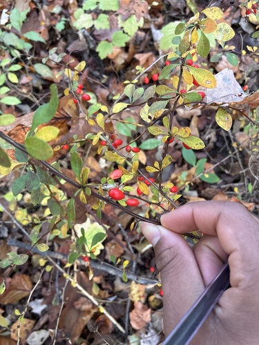 Berberis, 2026-10-27