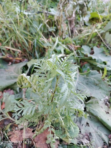 Tanacetum vulgare observed 2026-10-27
