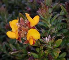 Oxylobium ellipticum