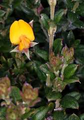 Oxylobium ellipticum