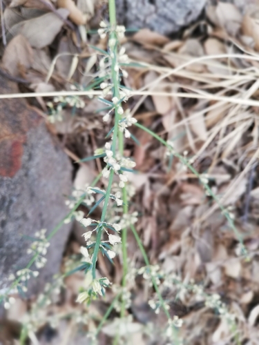 Asparagus observed 2026-10-27