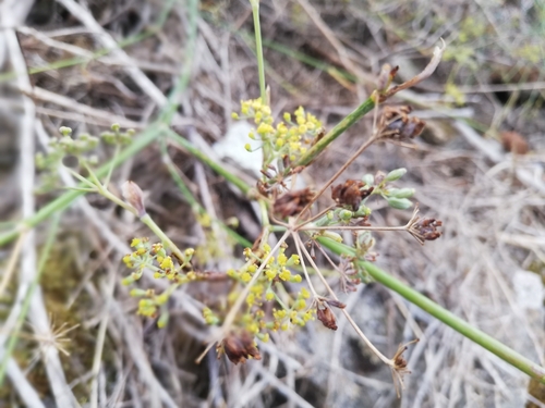 Foeniculum vulgare observed 2026-10-27