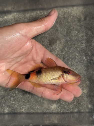 Parupeneus multifasciatus observed 2026-10-27