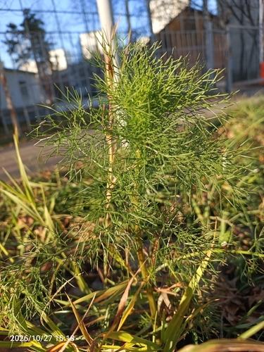 Chrysanthemum observed 2026-10-27