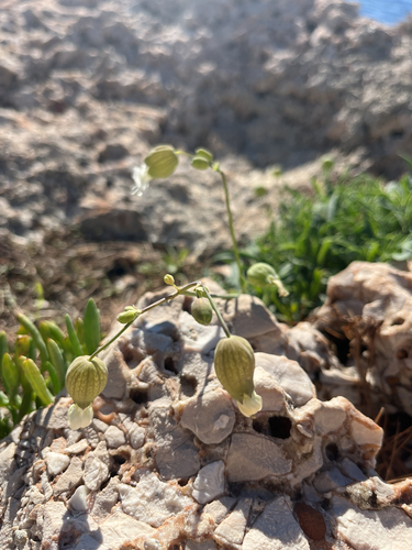 Silene vulgaris observed 2026-10-27