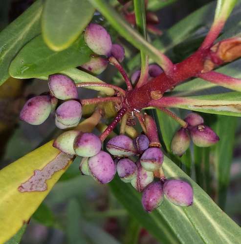 Image of Tasmannia xerophila by (c) Russell Best, some rights reserved (CC BY)