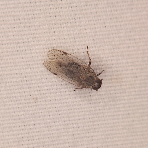 Oliarus observed 2026-10-24