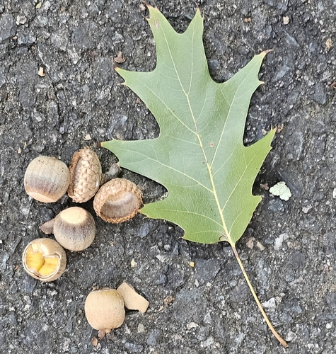 Quercus rubra, 2026-10-27