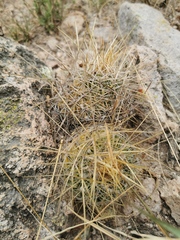 Echinofossulocactus wippermannii