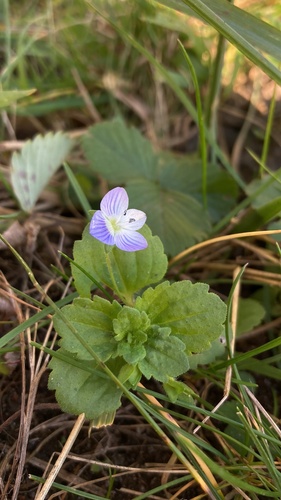 Veronica persica observed 2026-10-27