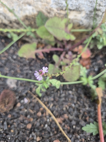 Verbena officinalis observed 2026-10-27