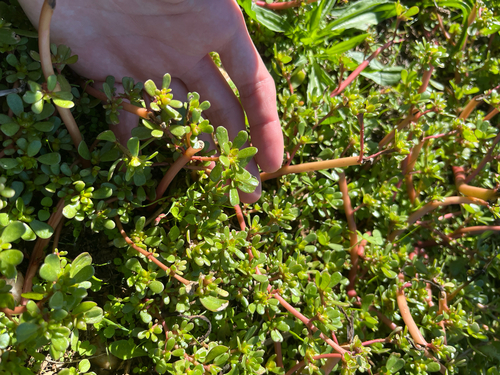 Portulaca oleracea observed 2026-10-27