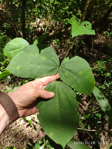 Mucuna pruriens observed 2026-10-26