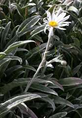 Celmisia sericophylla